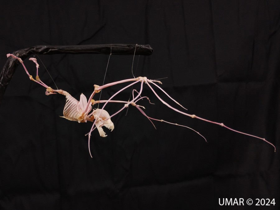 Especie en colección