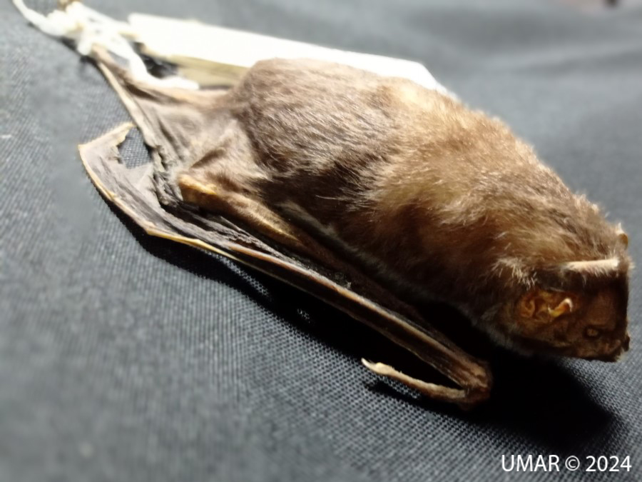 Especie en colección