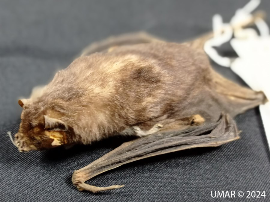 Especie en colección