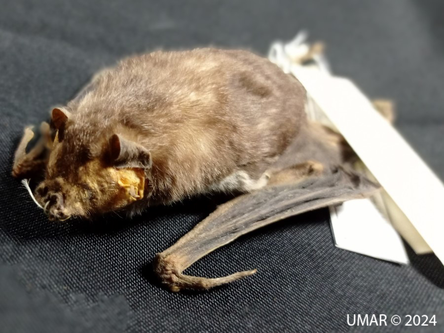 Especie en colección