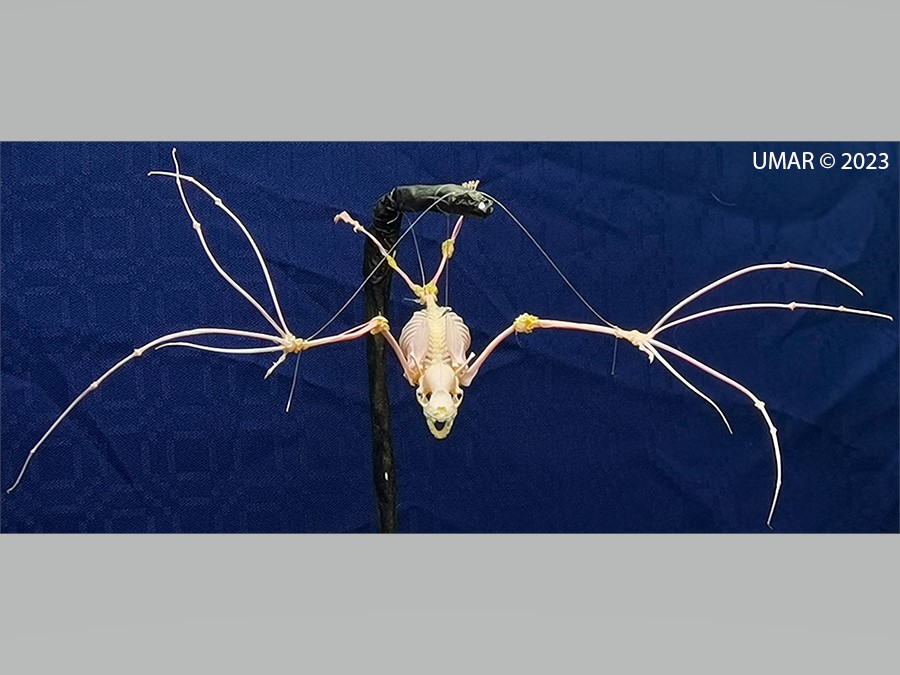 Especie en colección