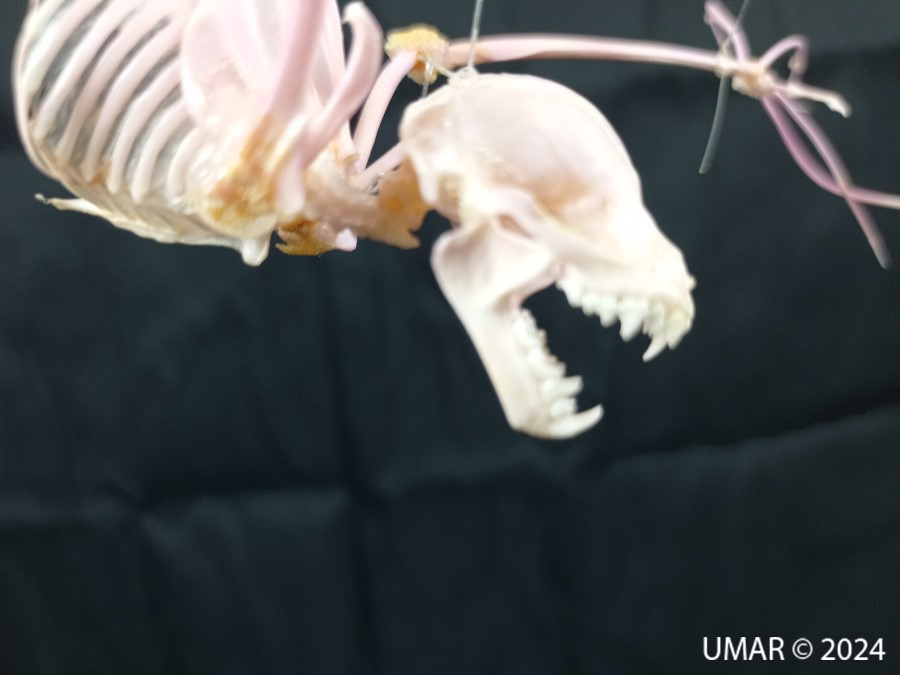 Especie en colección