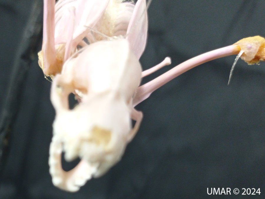 Especie en colección