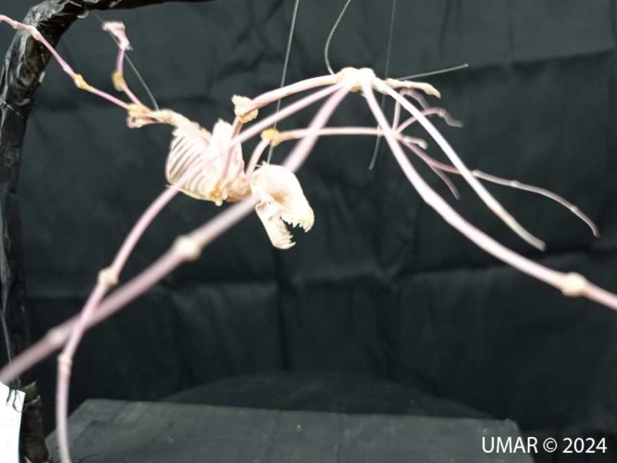 Especie en colección