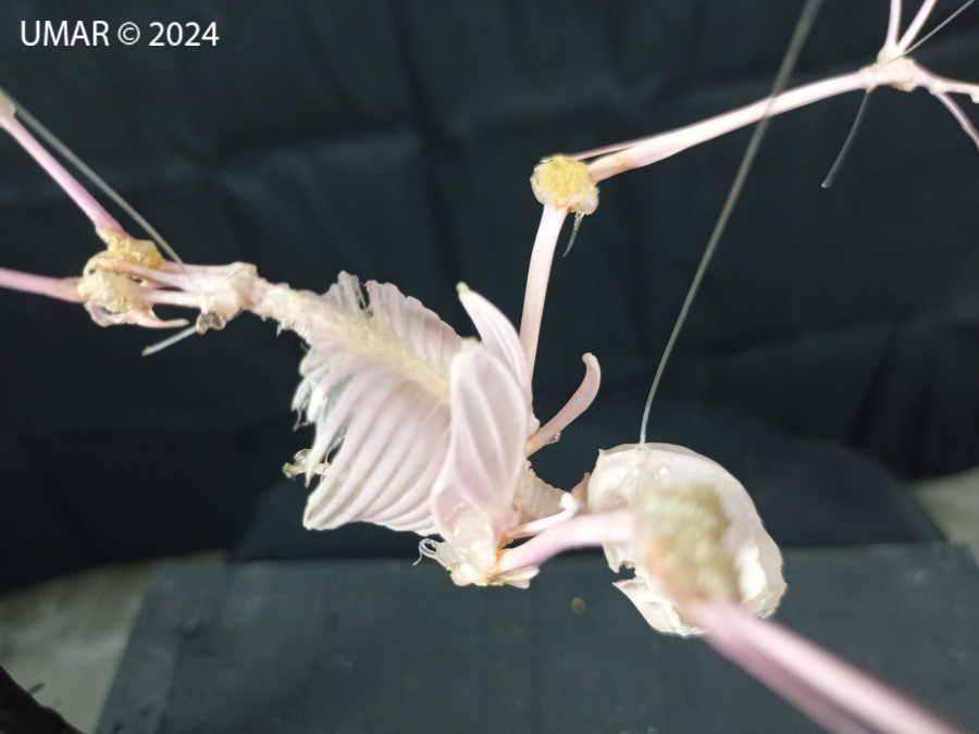 Especie en colección