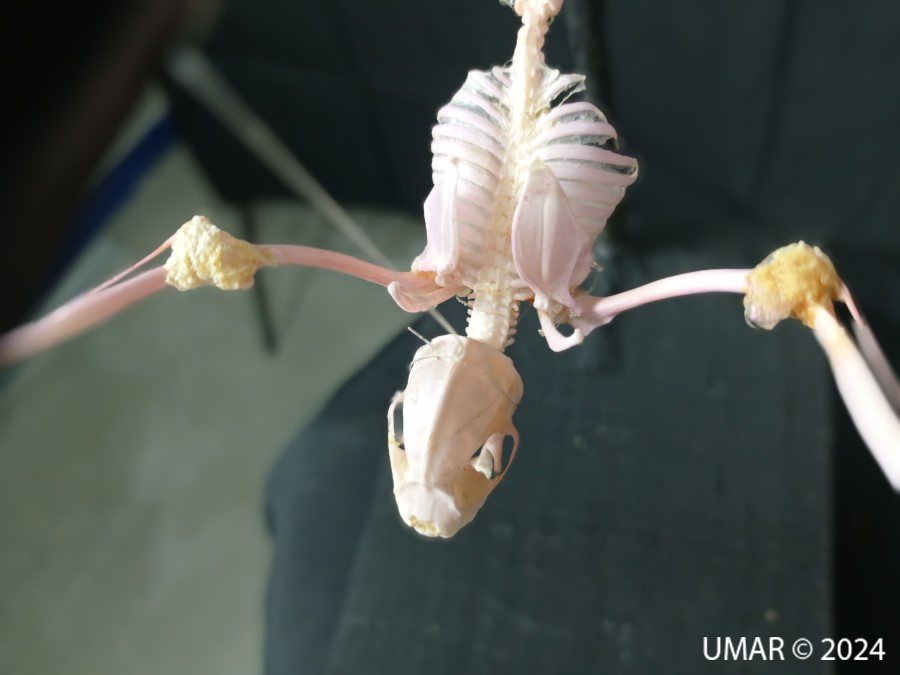 Especie en colección