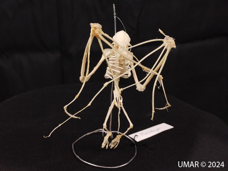 Especie en colección