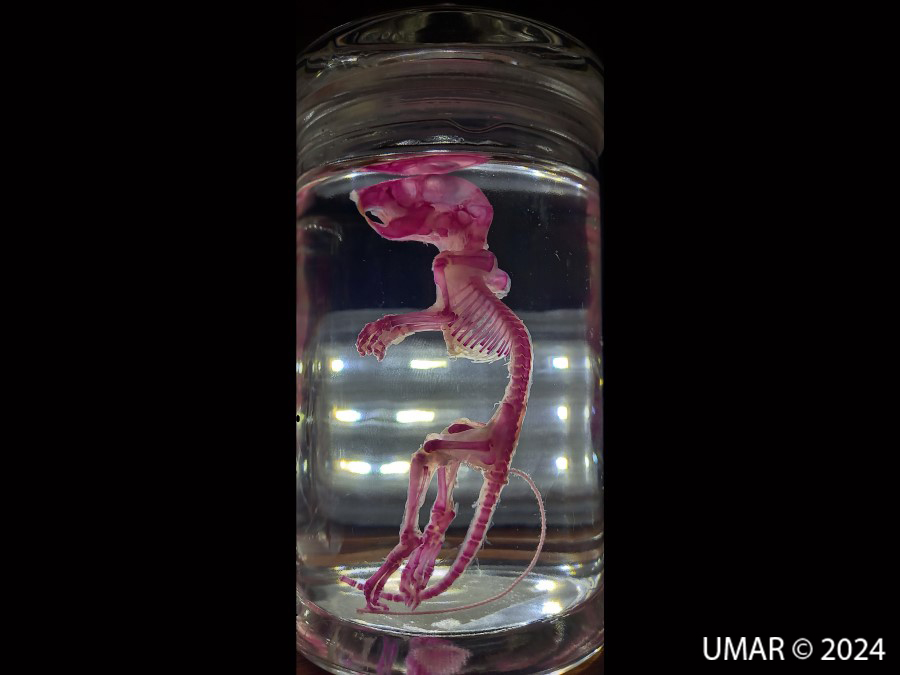 Especie en colección