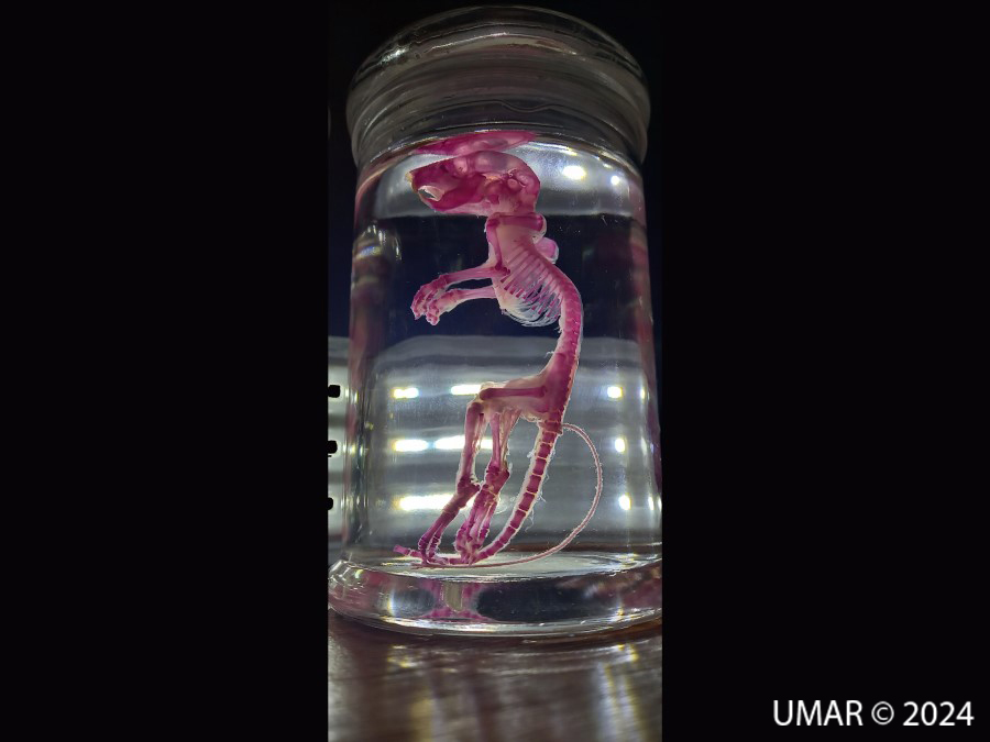 Especie en colección