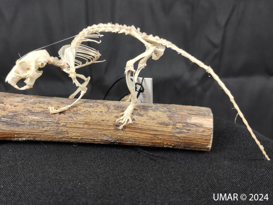 Especie en colección