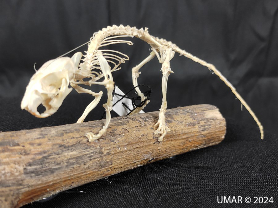 Especie en colección