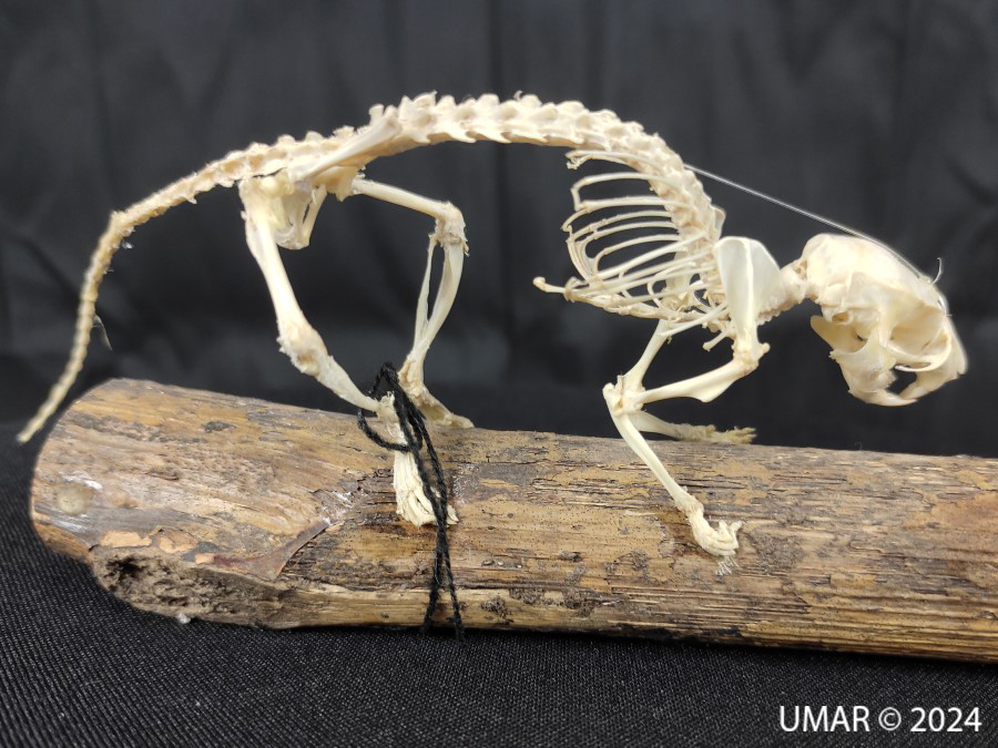 Especie en colección