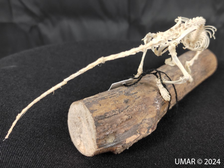 Especie en colección