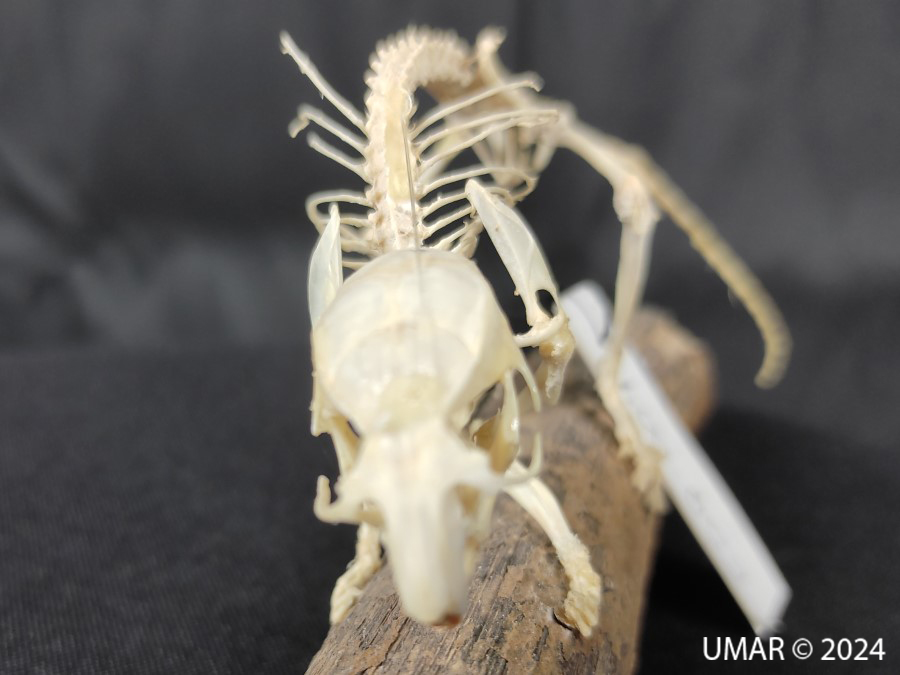 Especie en colección