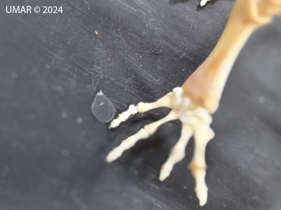 Especie en colección