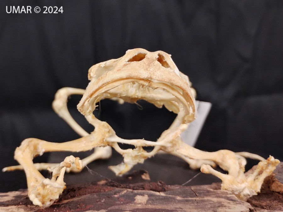 Especie en colección