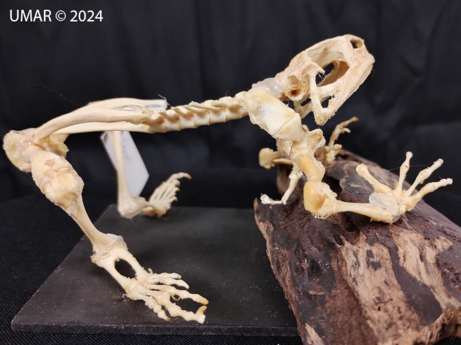 Especie en colección