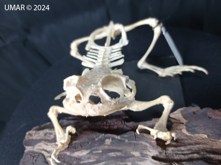 Especie en colección