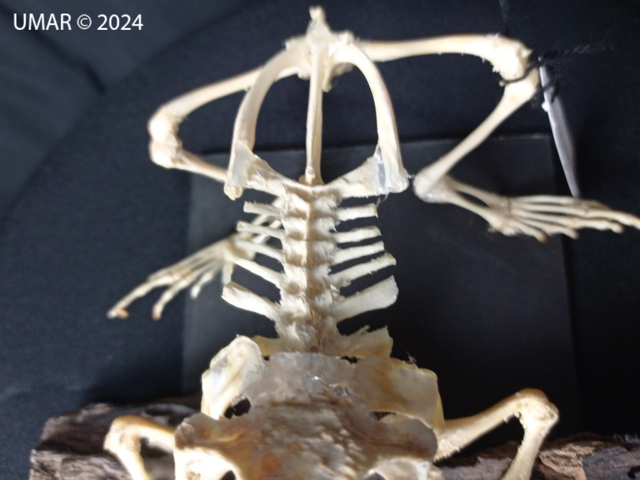 Especie en colección