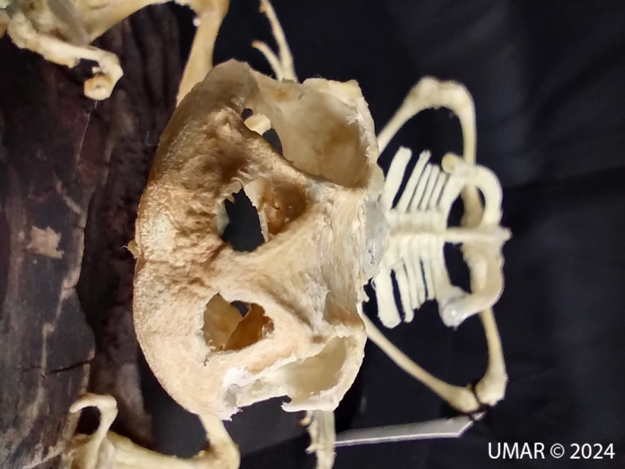 Especie en colección