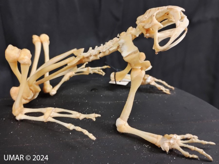 Especie en colección