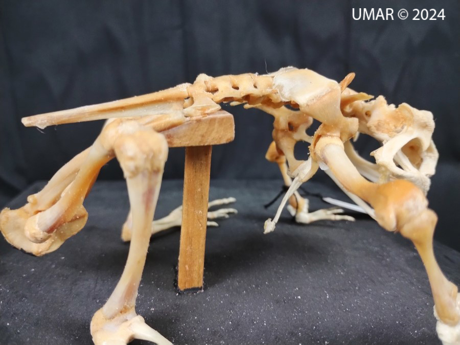 Especie en colección