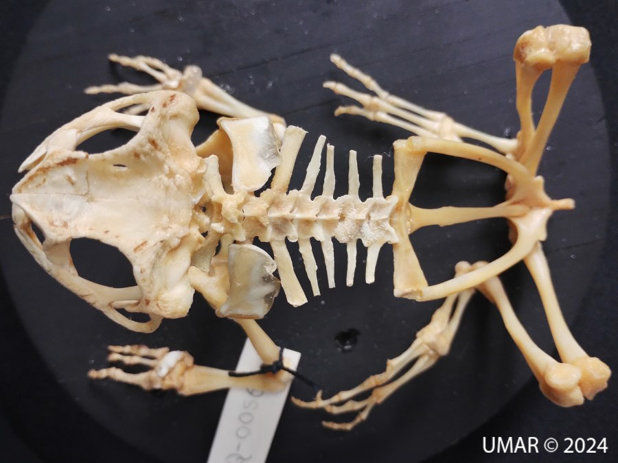 Especie en colección