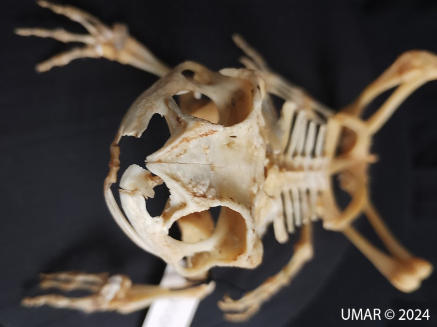 Especie en colección