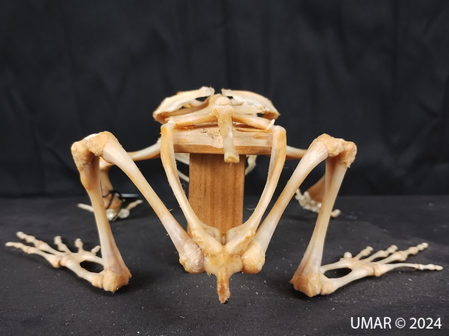 Especie en colección