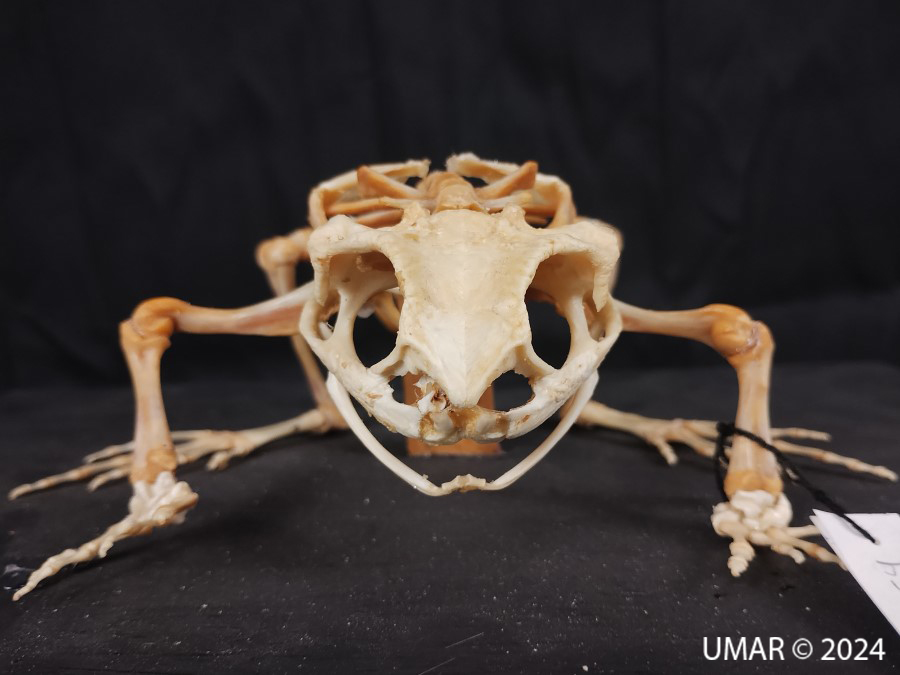 Especie en colección