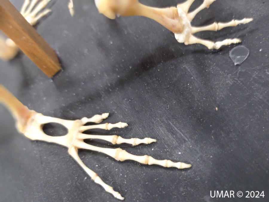 Especie en colección