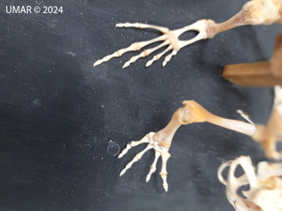 Especie en colección