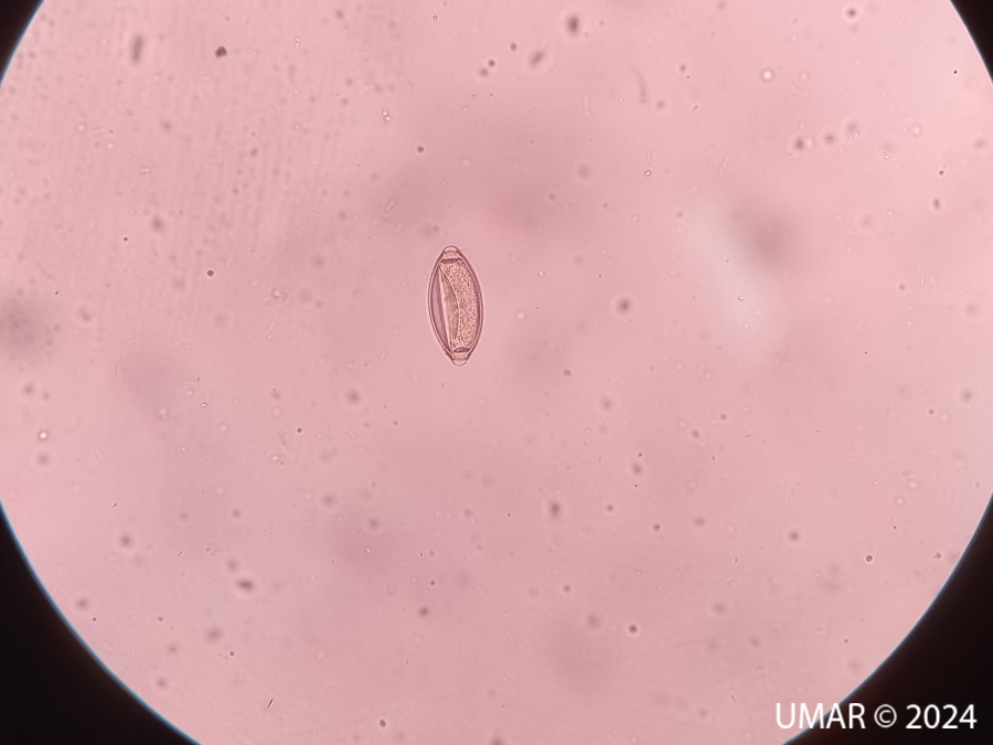 Especie en colección