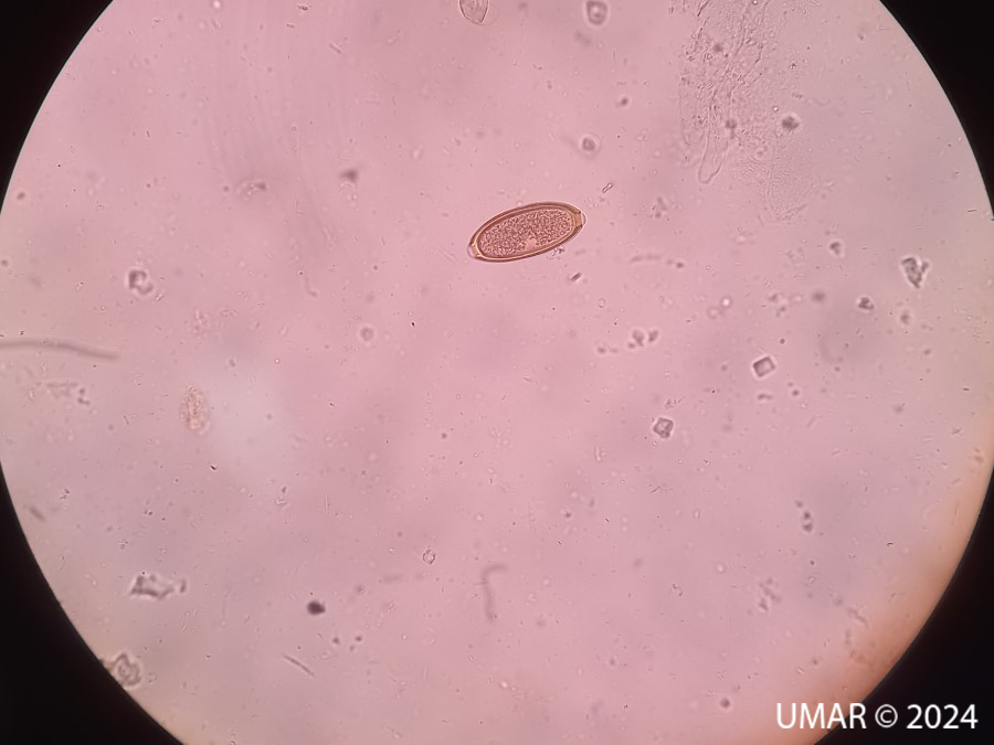 Especie en colección