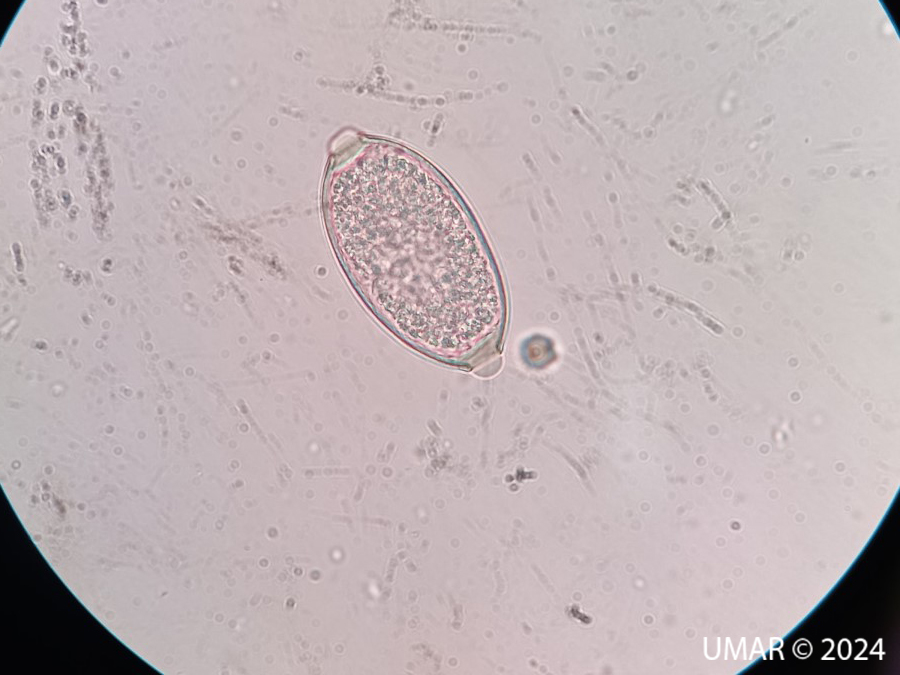 Especie en colección