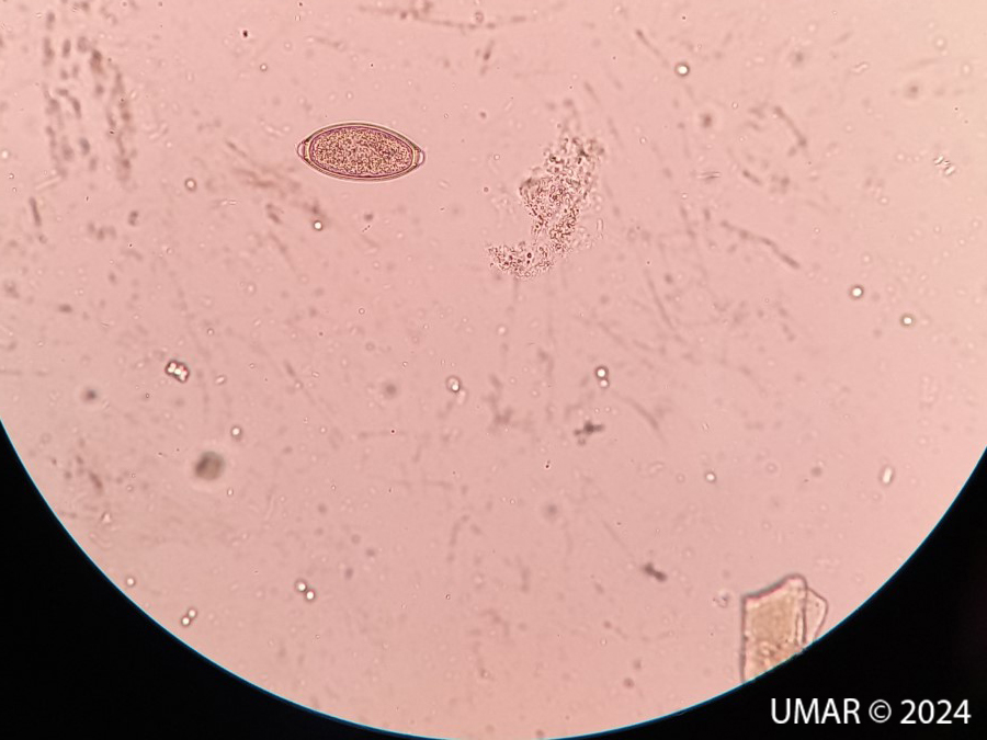 Especie en colección