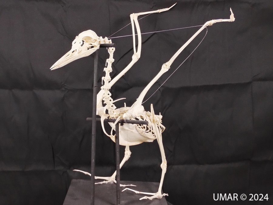 Especie en colección