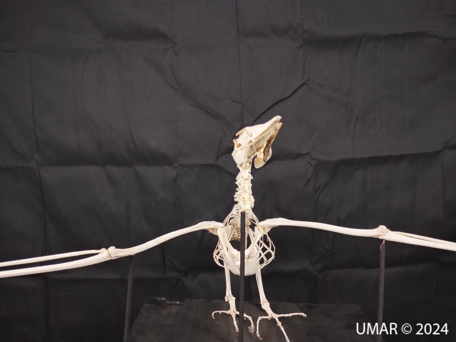 Especie en colección