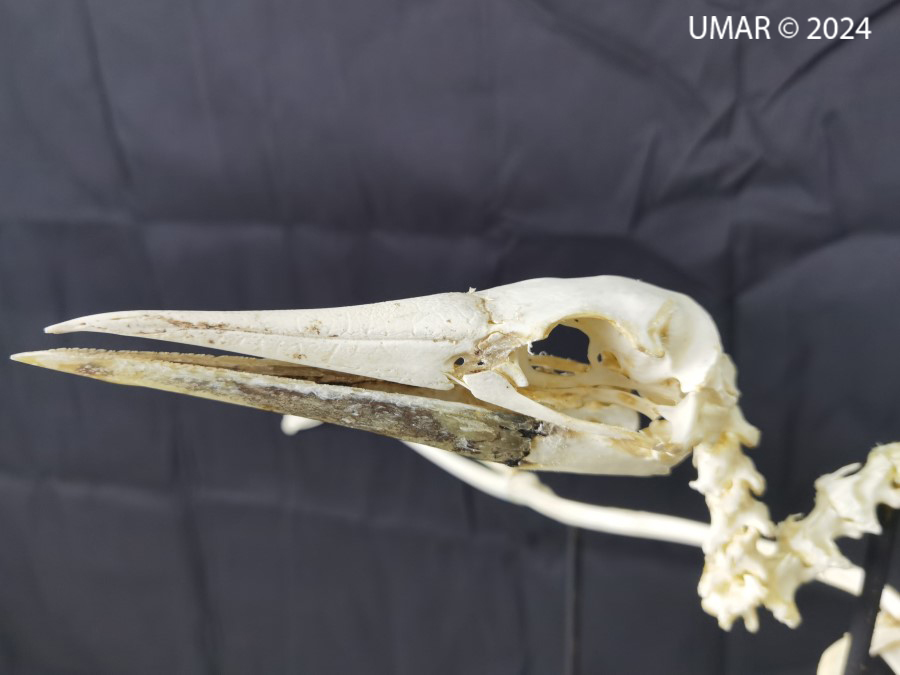 Especie en colección