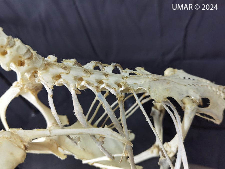 Especie en colección