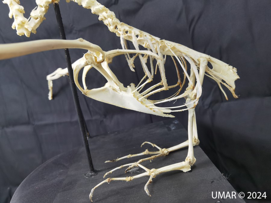 Especie en colección