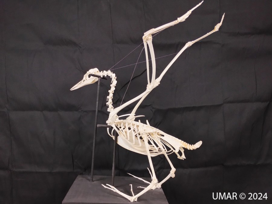 Especie en colección