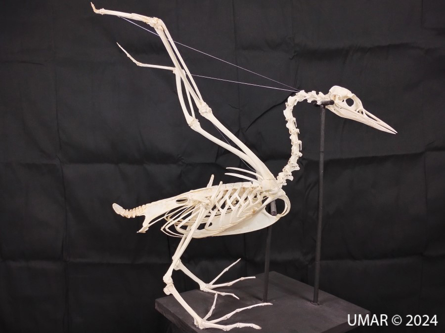 Especie en colección