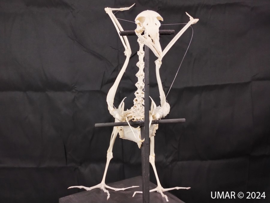 Especie en colección