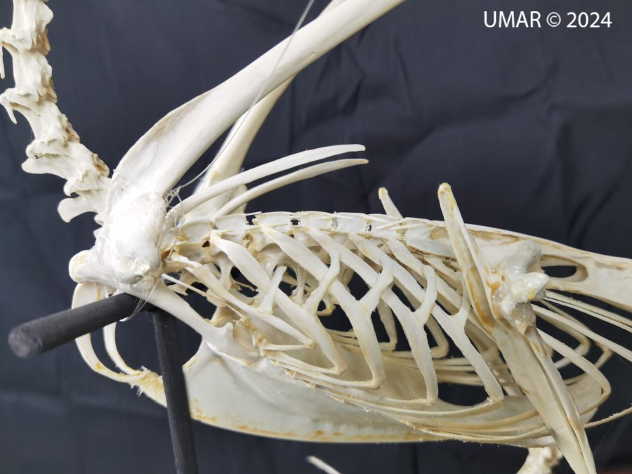 Especie en colección