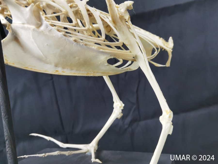 Especie en colección