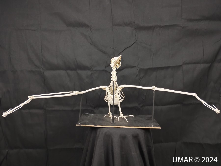 Especie en colección