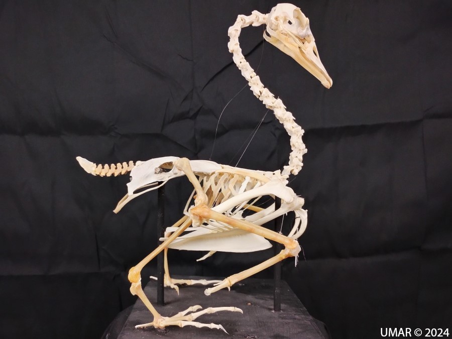 Especie en colección