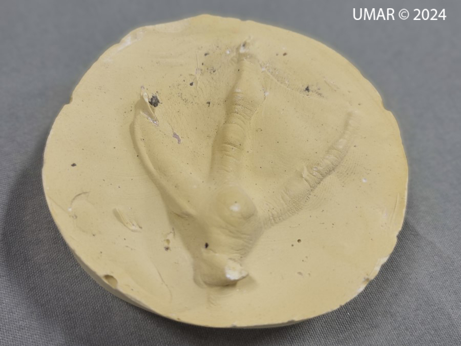 Especie en colección