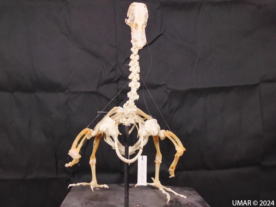 Especie en colección